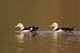 Radjah Shelduck